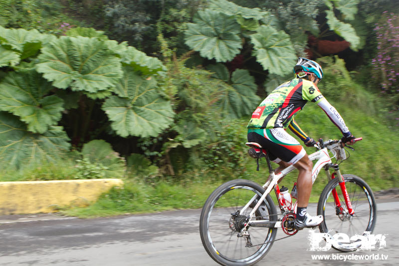 jungle vegetation at la ruta