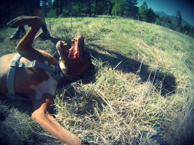 stoked dog on the trail